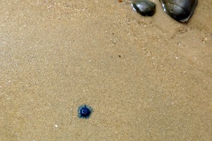 2015.2.18 Sapphire Beach, NSw, Australia  